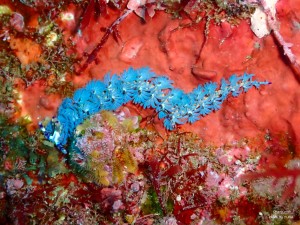 line_oa_chat_211226_191228