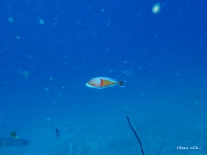P1100064