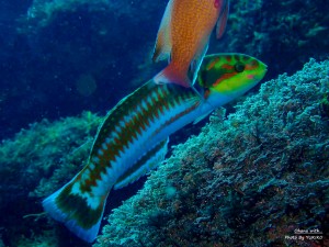 line_oa_chat_220212_195925