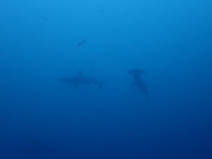 line_oa_chat_220516_162236