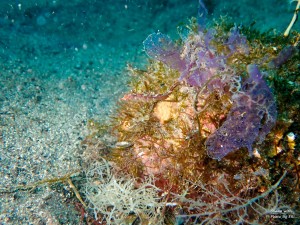 P7070005