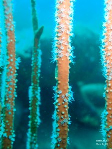 P7070036
