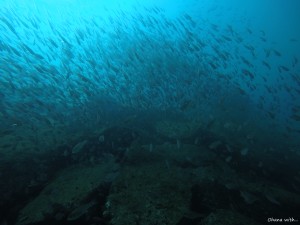 DCIM100GOPROGOPR0034.JPG