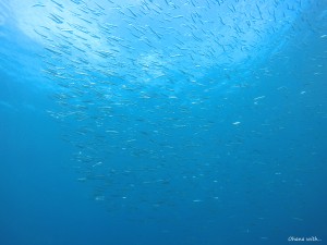 DCIM100GOPROGOPR0908.JPG