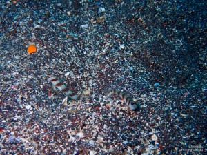 PA270355