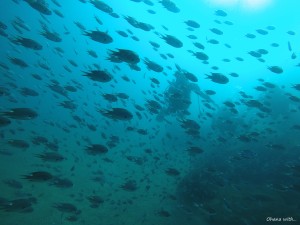 DCIM100GOPROGOPR0015.JPG