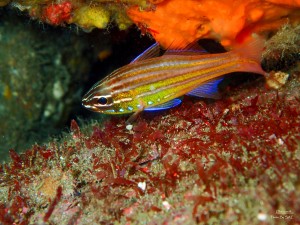 PB090060