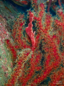 PC080032