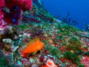 P2172461