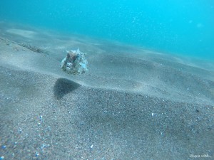 DCIM100GOPROGOPR0039.JPG
