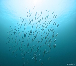 DCIM100GOPROGOPR1001.JPG