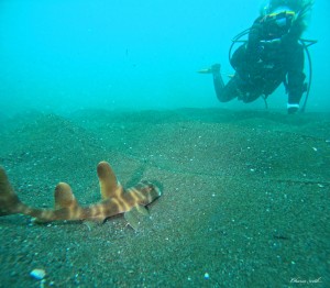 DCIM100GOPROGOPR1122.JPG
