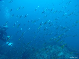 DCIM100GOPROGOPR0008.JPG