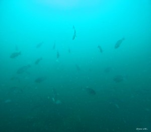 DCIM100GOPROGOPR2089.JPG