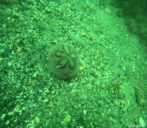 DCIM100GOPROGOPR2138.JPG