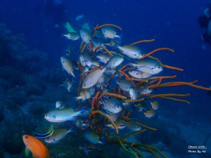P7300527