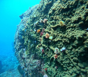DCIM100GOPROGOPR4433.JPG