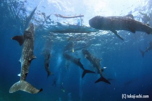 cebu_whaleshark_20120829