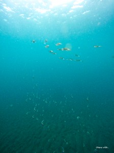 LINE_ALBUM_あおい_230924_12