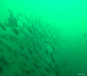 DCIM100GOPROGOPR4404.JPG