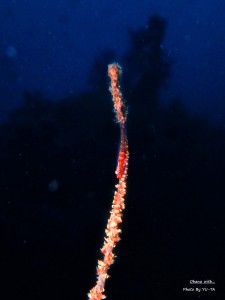 P1010013