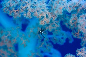 LINE_ALBUM_大島_231107_116
