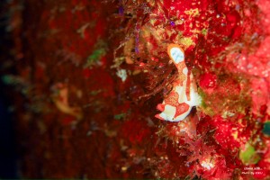 LINE_ALBUM_大島_231107_58