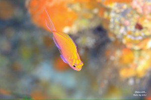LINE_ALBUM_大島_231107_106