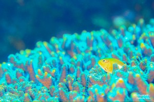 LINE_ALBUM_大島_231107_1