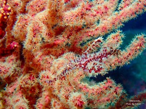 PB153108