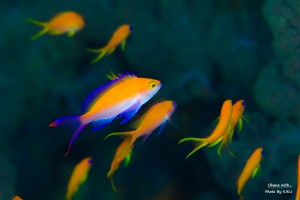 LINE_ALBUM_大島_231107_98