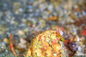 LINE_ALBUM_大島_231107_53