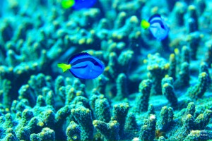 LINE_ALBUM_大島_231107_0