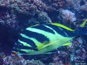 line_oa_chat_231118_172451