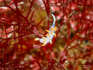 line_oa_chat_231203_193353