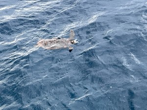 S__50823308_0