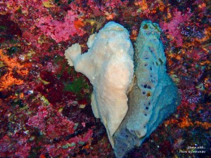 P2100248