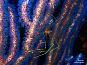 P2100261