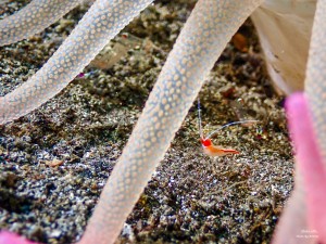 P4230027