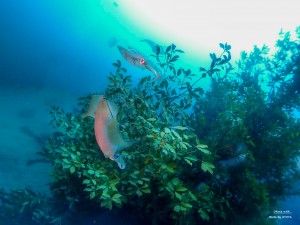 P4230115