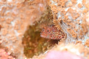 line_oa_chat_240401_191317_group_0