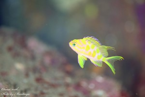 line_oa_chat_240401_191317_group_1