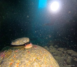 DCIM100GOPROGOPR4274.JPG