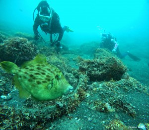 DCIM100GOPROGOPR0779.JPG