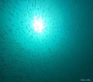 DCIM100GOPROGOPR1038.JPG