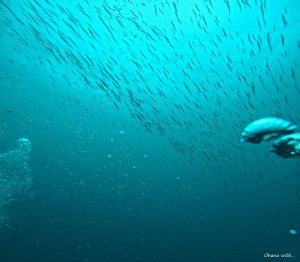 DCIM100GOPROGOPR1169.JPG