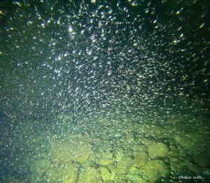 DCIM100GOPROGOPR5501.JPG