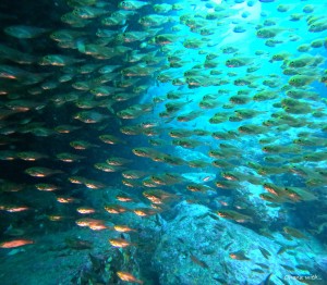 DCIM100GOPROGOPR5534.JPG