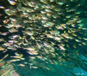 DCIM100GOPROGOPR5535.JPG