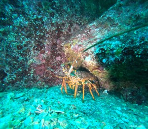 DCIM100GOPROGOPR5944.JPG